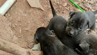 my puppy sister #dog #animals #doglover #cute #pets #puppy