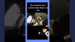 QUE? COMO UM DOG PODE DIRIGIR?