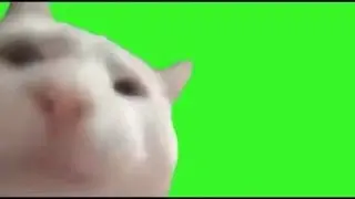 Free Cat vibing Green Screen loop version