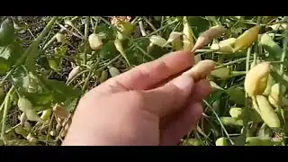 как собрать семена редьки