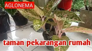 CARA MEMANFAATKAN PEKARANGAN RUMAH DENGAN ANEKA BUNGA