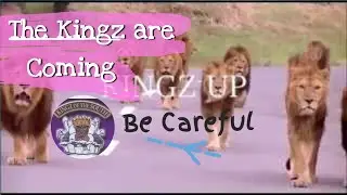 Kingz are Coming