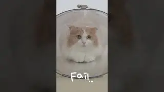 Can You Squeeze Through? #Cat #Challenge #ReducingHole