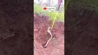 snake rescue 😱 