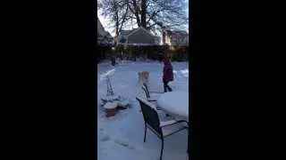 Yoshi and Kira playing in the snow 1/22/2014