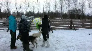 Поздравление