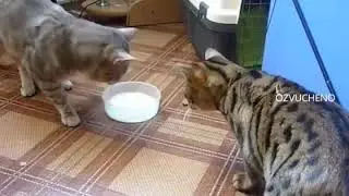 На молочко аб*сь в очко