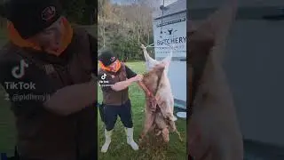 🐏 Як швидко обробити вівцю? #баранина #мясо
