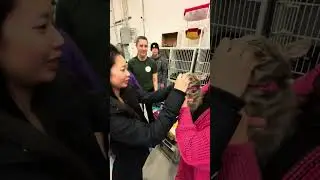 Receiving 17 Kittens from Another Rescue!