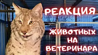 Реакция животных на ветеринара и прививки