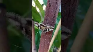 Moth wings vibrating super fast