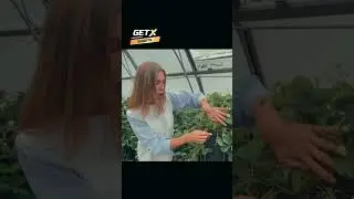Как вам такая идея с клубникой?🍓 #советы #огород #сад #рекомендации #клубника #ягоды #идея#shorts