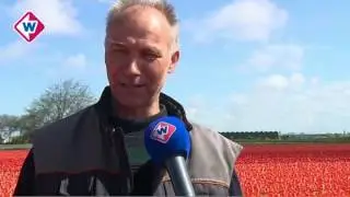 Bloembollenkwekers niet blij met door toeristen vertrapte velden