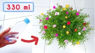 Botol bekas untuk pot bunga korokot || mossrose pots from used plastic bootles