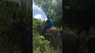 Jamaican Rollercoaster aka Riding A Donkey