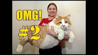 😸 Funny Cat Movies OMG! - Compilation Part 2