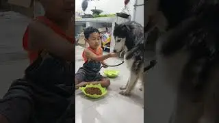 Husky dog ​​eating with his beloved Royal Canin 