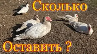 Сколько УТОК оставить на племя ? Индоутки на зимовку / Мускусные утки на племя