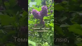#shorts Эта удивительная сирень