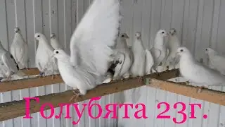 голубята 23г.