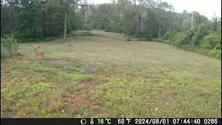 Mom joins baby deer