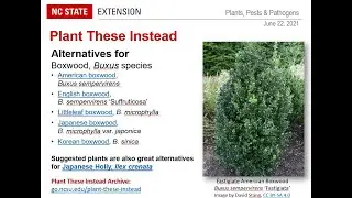 PPP June 2021 | Pests and Diseases of Boxwood