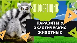 Паразиты у животных, лечение и профилактика паразитов у экзотических животных