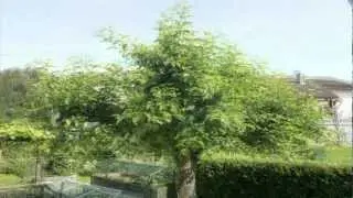 growing tree