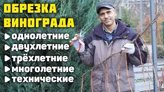Pruning and shaping of grape bushes ✂️