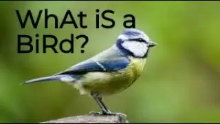 Educational videos be like: