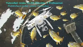 Квадрокоптер DJI Phantom 3 Professional.Красивый полёт (DJI Phantom 3 Professional Beautiful flight)