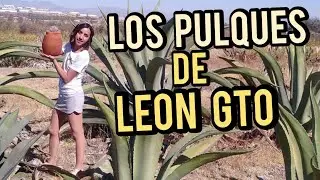 LOS PULQUES DE LEÓN GUANAJUATO - Así es vivir en León EP. 14 - Hass Nicelow