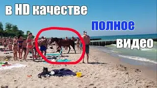 Конь на пляже в Зеленоградске лето 2021, в FULL HD качестве, полное видео / Зеленоградск лето 2021