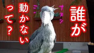 「動かない」って言葉に反応するハシビロコウふたばちゃん!【夏のふたば2024-38】Futaba,the Shoebill   Summer 2024-38