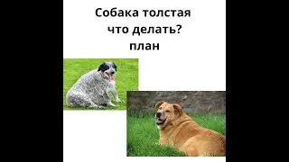 толстая собака что делать?