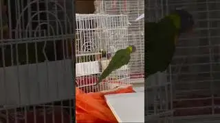 Lorikeet Parrot Peekaboo talking training #lorikeet #lori