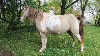 horse pee and poop