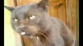 Допрос кота