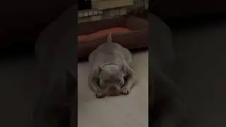 СКОРО ЩЕНКИ🔥БРОНЬ 89858905267 #щенки #americanbully #щенок #булли #буллипокет #буллищенки #шортс