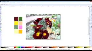 Colour palette from an image burgundy wine primrose