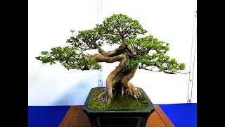 29th SAIFUTEN: SATSUKI AZALEA BONSAI EXHIBITHION・第29回彩風展　皐月盆栽展示2024 Plus SUISEKI