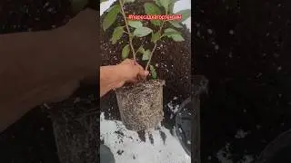 Пересадка гортензий Металлика из С3.