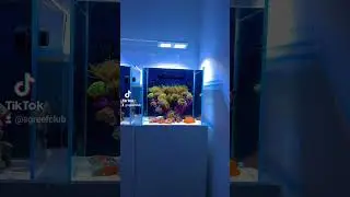 gold torch garden #aquarium #marineaquarium #reeftank #saltwateraquarium #reeffish #sgreefclub