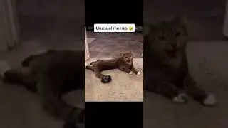 Memes
