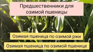 Озимая пшеница по озимой ржи и озимой пшенице.