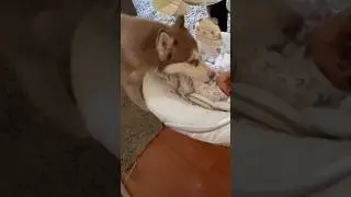 Dogs meet baby for the first time!!