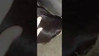 cow and goat 🐐