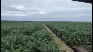 PERKEBUNAN KELAPA SAWIT NAGAN RAYA #shortvideo