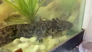 There Are Only 100 Axolotls Left in The Wild but Mexican Pet Shops Are Full of Them - Chapala México