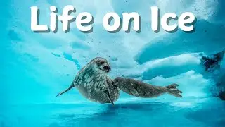 Life on Ice: Amazing Wildlife of Antarctica